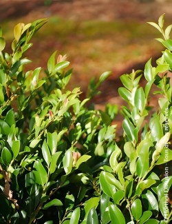 DISTYLIUM LINEBACKER® - Distylium