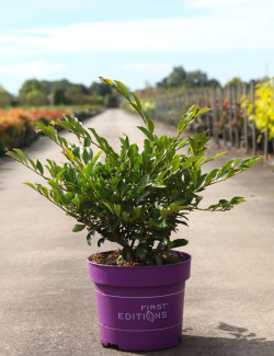 DISTYLIUM LINEBACKER® - Distylium En pot de 10-12 litres buisson hauteur 040-050 cm