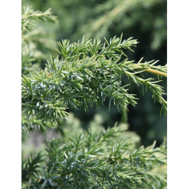 JUNIPERUS chinensis BLUE ALPS - Genévrier de Chine