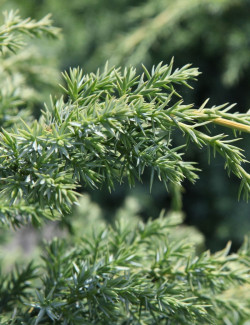 JUNIPERUS chinensis BLUE ALPS - Genévrier de Chine