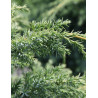 JUNIPERUS chinensis BLUE ALPS - Genévrier de Chine