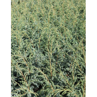 JUNIPERUS chinensis BLUE ALPS - Genévrier de Chine
