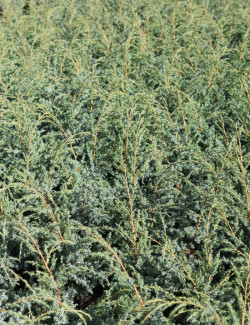 JUNIPERUS chinensis BLUE ALPS - Genévrier de Chine
