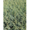 JUNIPERUS chinensis BLUE ALPS - Genévrier de Chine