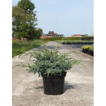 JUNIPERUS chinensis BLUE ALPS - Genévrier de Chine En pot de 7-10 litres buisson diamètre 040-060 cm