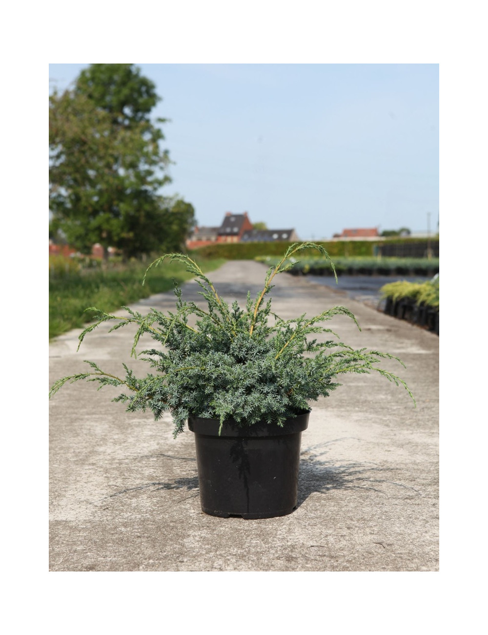 JUNIPERUS chinensis BLUE ALPS - Genévrier de Chine En pot de 7-10 litres buisson diamètre 040-060 cm