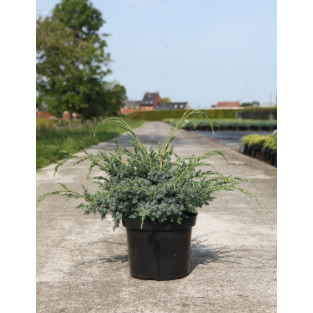 JUNIPERUS chinensis BLUE ALPS - Genévrier de Chine En pot de 7-10 litres buisson diamètre 040-060 cm