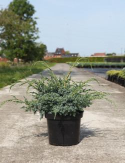 JUNIPERUS chinensis BLUE ALPS - Genévrier de Chine En pot de 7-10 litres buisson diamètre 040-060 cm