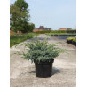JUNIPERUS chinensis BLUE ALPS - Genévrier de Chine En pot de 7-10 litres buisson diamètre 040-060 cm