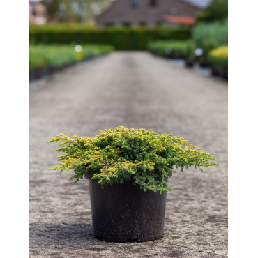 JUNIPERUS chinensis GOLDSCHATZ - Genévrier de Chine En pot de 7-10 litres buisson diamètre 040-060 cm