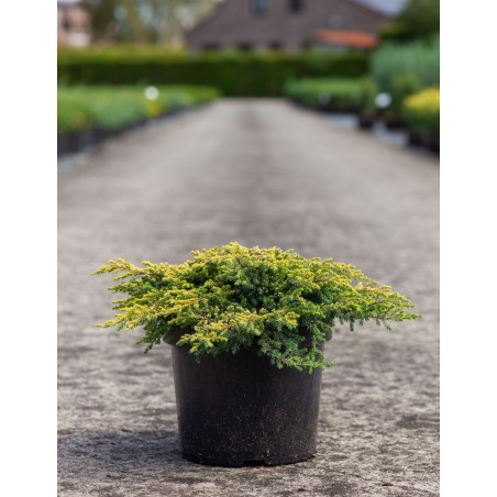 JUNIPERUS chinensis GOLDSCHATZ - Genévrier de Chine En pot de 7-10 litres buisson diamètre 040-060 cm