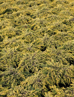 JUNIPERUS chinensis GOLDSCHATZ - Genévrier de Chine