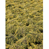 JUNIPERUS chinensis GOLDSCHATZ - Genévrier de Chine