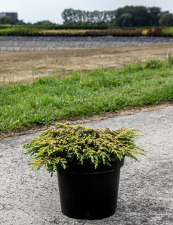 JUNIPERUS chinensis GOLDSCHATZ - Genévrier de Chine En pot de 7-10 litres buisson diamètre 040-060 cm