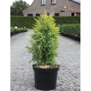 JUNIPERUS communis GOLD CONE - Genévrier commun En pot de 7-10 litres hauteur 060-080 cm