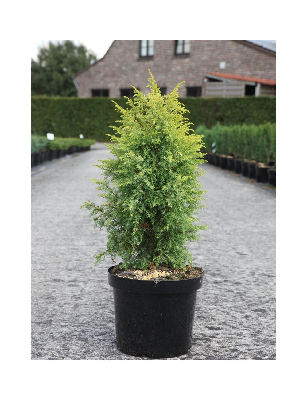 JUNIPERUS communis GOLD CONE - Genévrier commun En pot de 7-10 litres hauteur 060-080 cm