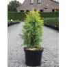 JUNIPERUS communis GOLD CONE - Genévrier commun En pot de 7-10 litres hauteur 060-080 cm