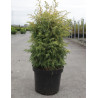 JUNIPERUS communis GOLD CONE - Genévrier commun En pot de 7-10 litres hauteur 060-080 cm