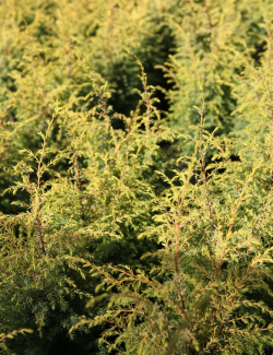 JUNIPERUS communis GOLD CONE - Genévrier commun