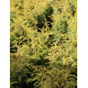 JUNIPERUS communis GOLD CONE - Genévrier commun