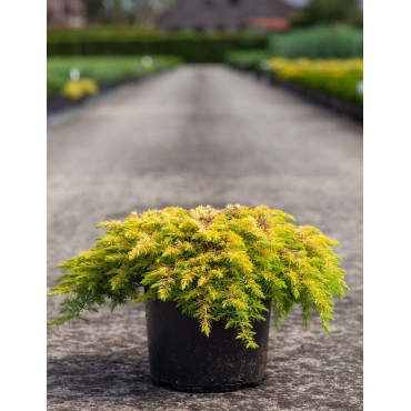 JUNIPERUS conferta ALL GOLD - Genévrier En pot de 7-10 litres buisson diamètre 040-060 cm