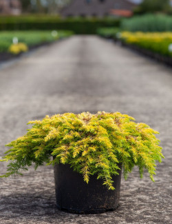 JUNIPERUS conferta ALL GOLD - Genévrier En pot de 7-10 litres buisson diamètre 040-060 cm