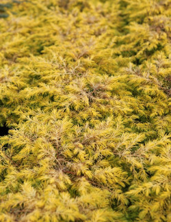JUNIPERUS conferta ALL GOLD - Genévrier