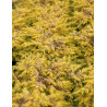 JUNIPERUS conferta ALL GOLD - Genévrier