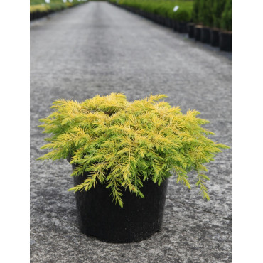 JUNIPERUS conferta ALL GOLD - Genévrier En pot de 7-10 litres buisson diamètre 040-060 cm