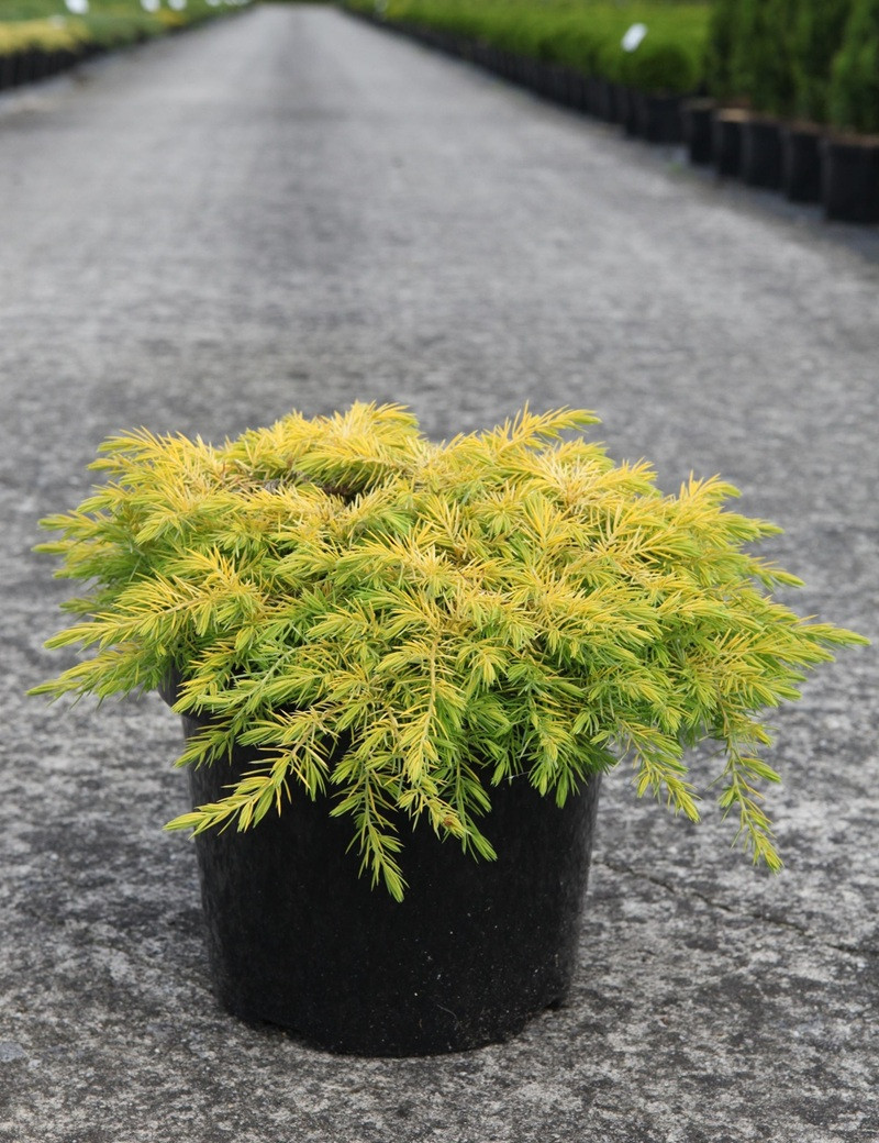 JUNIPERUS conferta ALL GOLD - Genévrier En pot de 7-10 litres buisson diamètre 040-060 cm