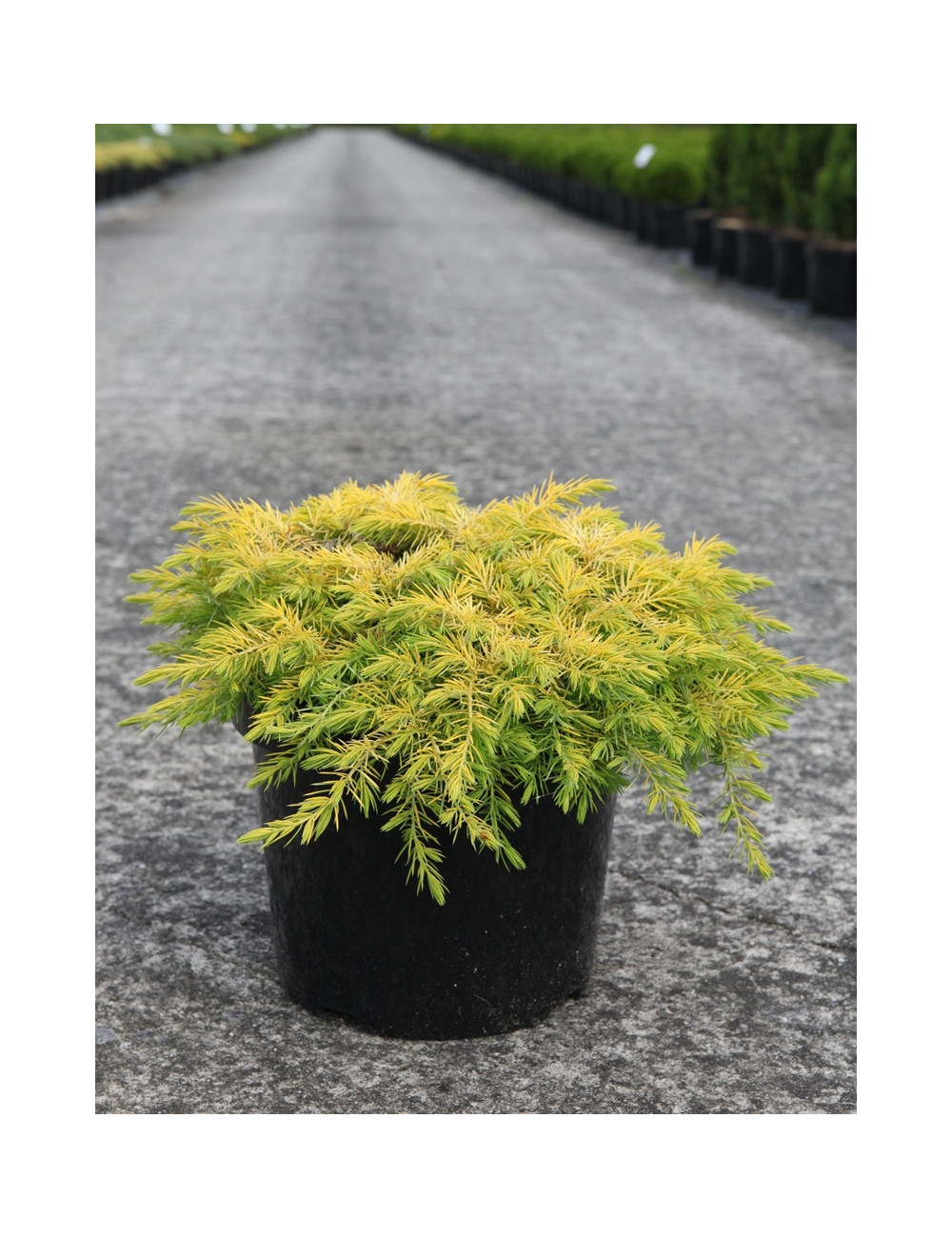 JUNIPERUS conferta ALL GOLD - Genévrier En pot de 7-10 litres buisson diamètre 040-060 cm
