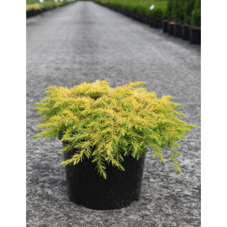 JUNIPERUS conferta ALL GOLD - Genévrier En pot de 7-10 litres buisson diamètre 040-060 cm