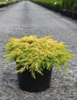 JUNIPERUS conferta ALL GOLD - Genévrier En pot de 7-10 litres buisson diamètre 040-060 cm