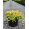 JUNIPERUS conferta ALL GOLD - Genévrier En pot de 7-10 litres buisson diamètre 040-060 cm