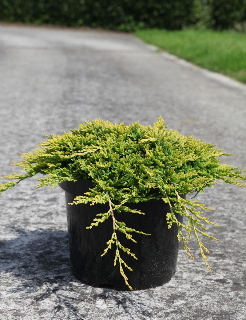 JUNIPERUS horizontalis GOLDEN CARPET - Genévrier En pot de 7-10 litres buisson diamètre 040-060 cm