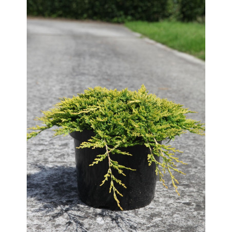 JUNIPERUS horizontalis GOLDEN CARPET - Genévrier En pot de 7-10 litres buisson diamètre 040-060 cm