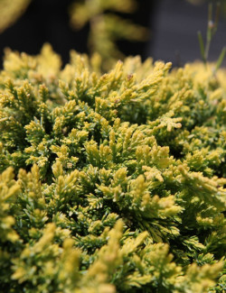 JUNIPERUS horizontalis GOLDEN CARPET - Genévrier