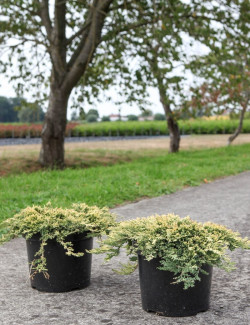 JUNIPERUS horizontalis GOLDEN CARPET - Genévrier En pot de 7-10 litres buisson diamètre 040-060 cm