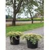 JUNIPERUS horizontalis GOLDEN CARPET - Genévrier En pot de 7-10 litres buisson diamètre 040-060 cm