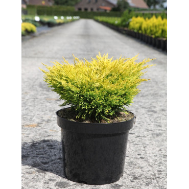 JUNIPERUS horizontalis LIMEGLOW - Genévrier En pot de 7-10 litres buisson diamètre 040-060 cm