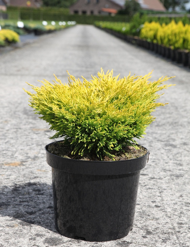 JUNIPERUS horizontalis LIMEGLOW - Genévrier En pot de 7-10 litres buisson diamètre 040-060 cm
