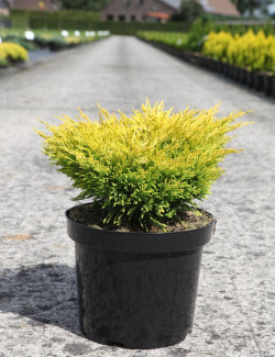JUNIPERUS horizontalis LIMEGLOW - Genévrier En pot de 7-10 litres buisson diamètre 040-060 cm