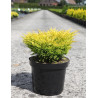 JUNIPERUS horizontalis LIMEGLOW - Genévrier En pot de 7-10 litres buisson diamètre 040-060 cm
