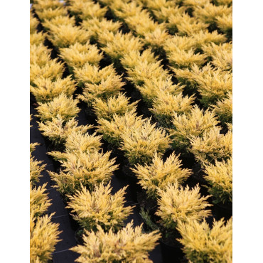 JUNIPERUS horizontalis LIMEGLOW - Genévrier