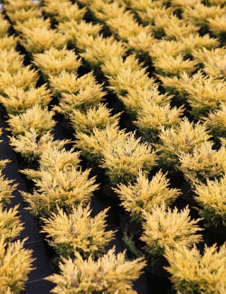 JUNIPERUS horizontalis LIMEGLOW - Genévrier