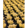 JUNIPERUS horizontalis LIMEGLOW - Genévrier