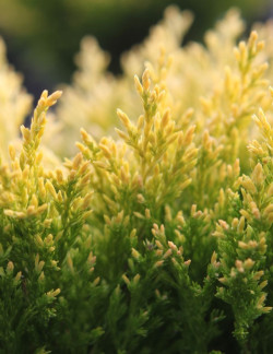 JUNIPERUS horizontalis LIMEGLOW - Genévrier