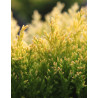 JUNIPERUS horizontalis LIMEGLOW - Genévrier