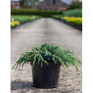JUNIPERUS squamata BLUE SPIDER - Genévrier En pot de 7-10 litres diamètre 030-040 cm