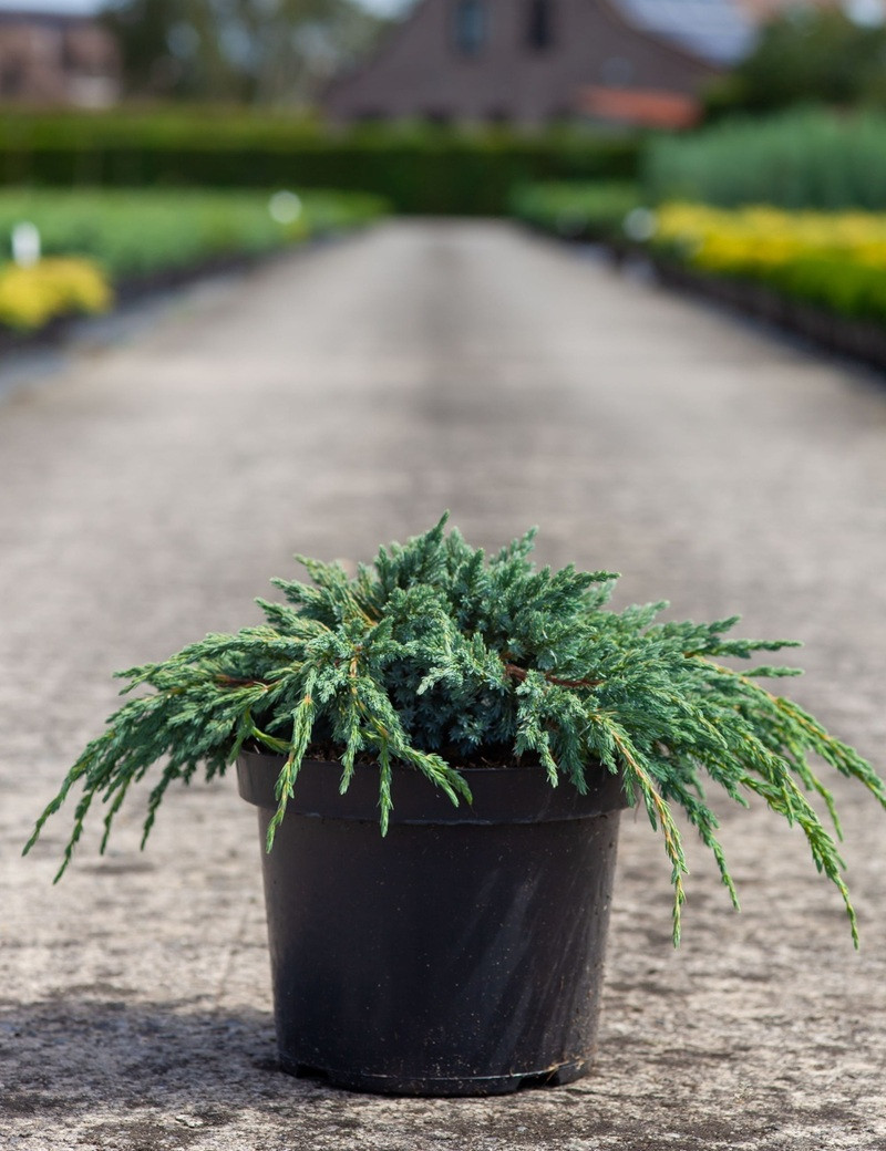 JUNIPERUS squamata BLUE SPIDER - Genévrier En pot de 7-10 litres diamètre 030-040 cm